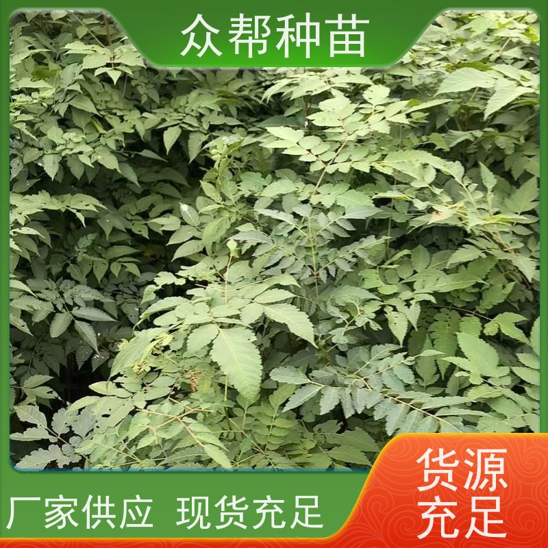 漆树苗 高50公分-100公分 栾树地苗 经果林 货源充足