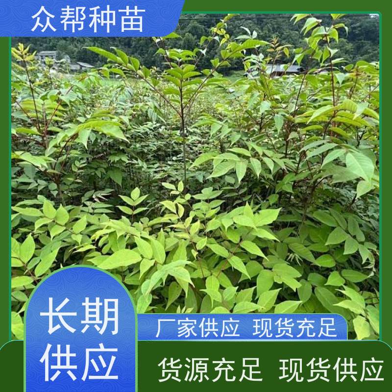 漆树苗 高50公分-100公分 漆树地苗 荒山覆绿 货源充足