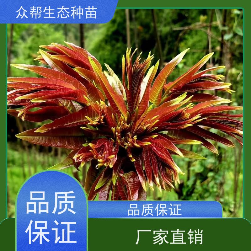 众帮生态种苗 高80公分地经0.8公分 椿树苗 观赏风景树 货源充足