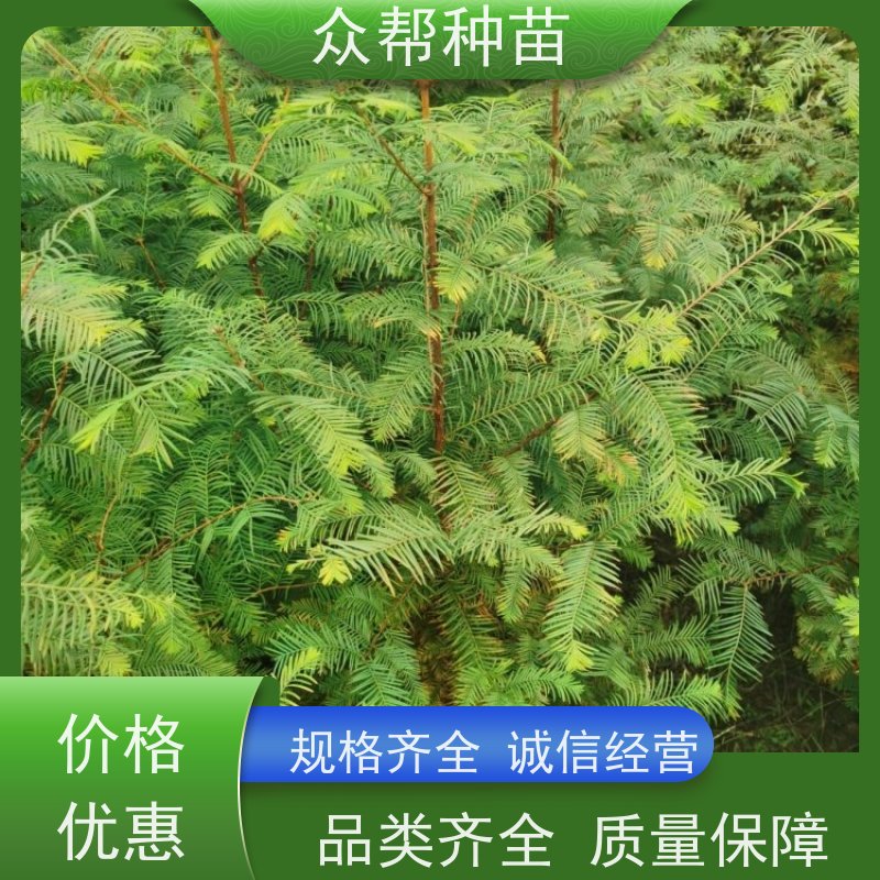 众帮种苗 两年苗 柳杉裸苗 工程绿化 苗圃基地直供