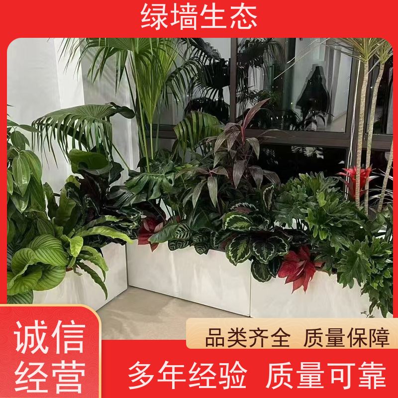 绿墙生态 围墙篱笆装饰 爬藤攀援植物覆盖架构 室内桌子小型景观