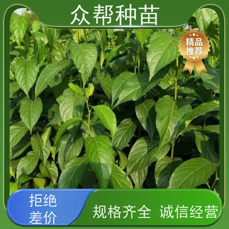 众帮种苗 裸苗及杯苗 杜仲容器苗 乡村振兴苗木 品种多样