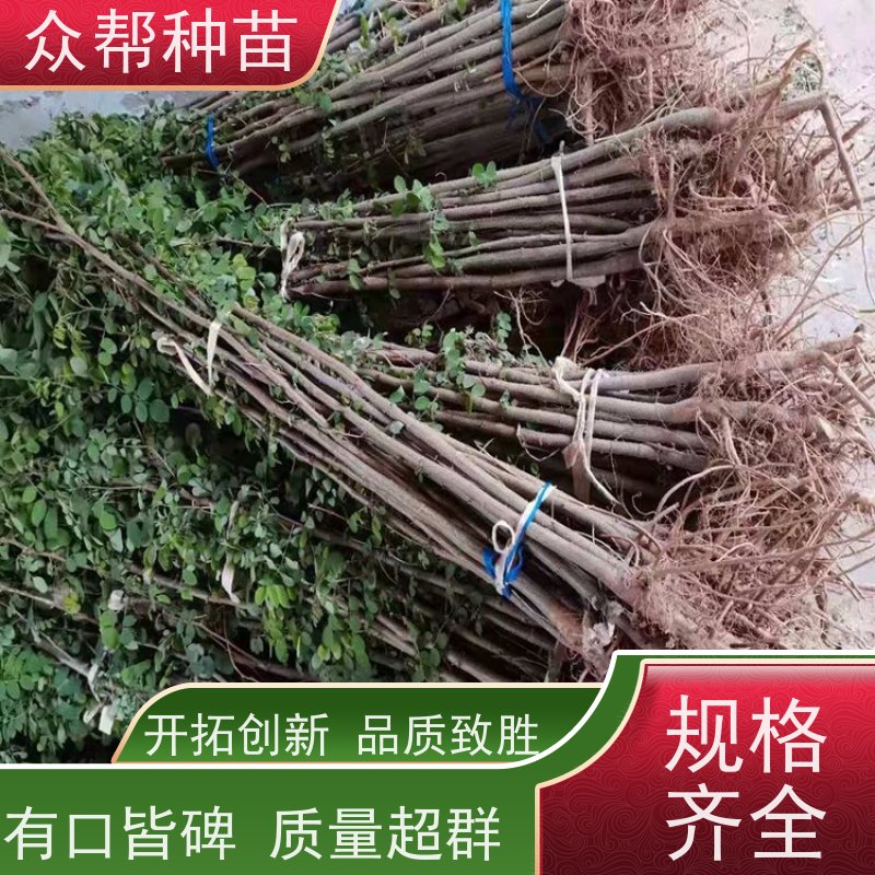 众帮种苗 基地直供 求购刺槐苗 造林苗 无中间商