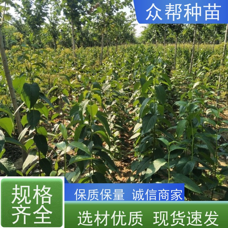 众帮种苗 裸苗及杯苗 杜仲地苗 工程绿化 规格齐全