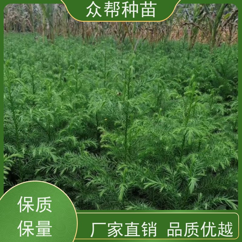 柳杉苗 高50公分-100公分 柳杉杯苗 造林苗 品种多样