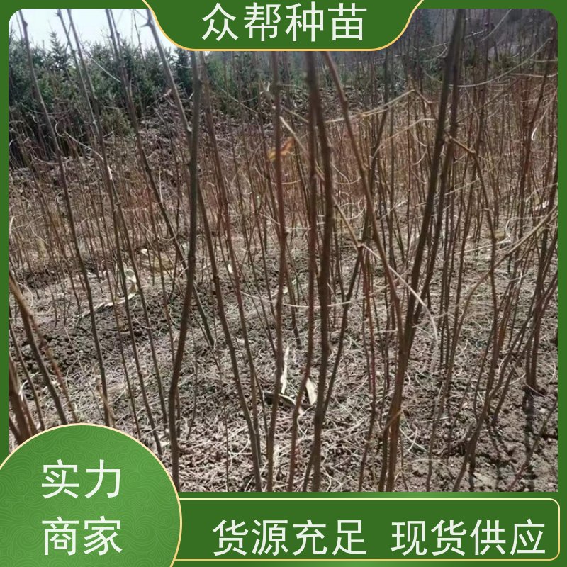 众帮种苗 基地直供 刺槐容器苗 工程绿化 规格齐全