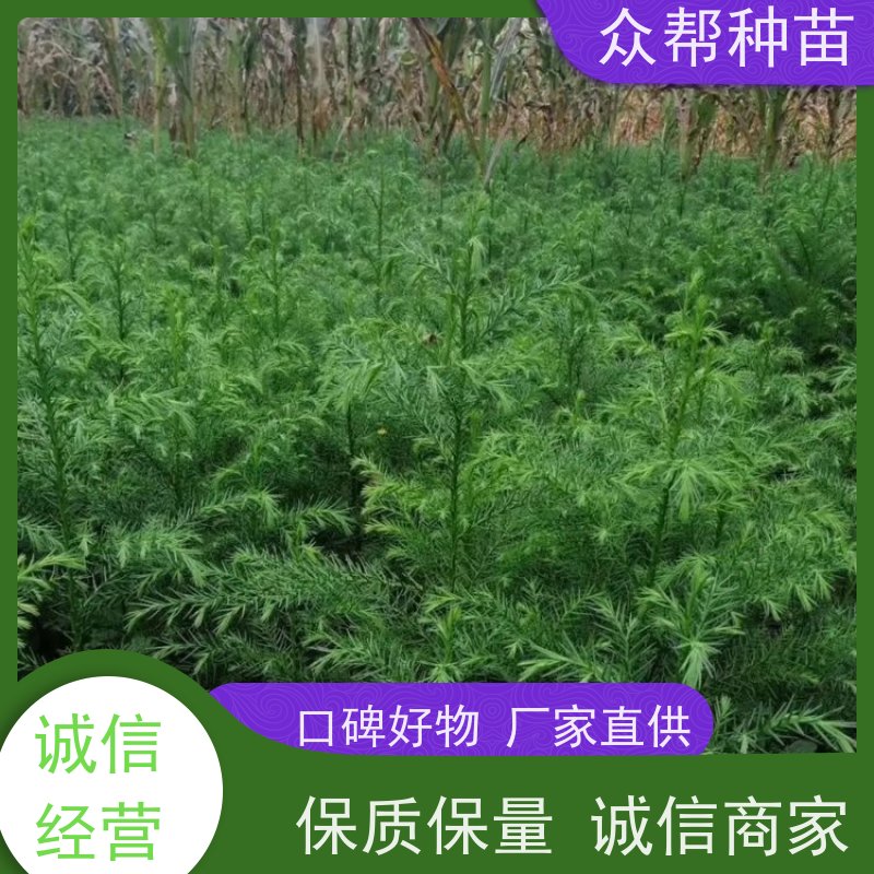 众帮种苗 两年苗 柳杉杯苗 荒山覆绿 源头基地批发
