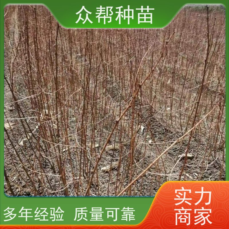 刺槐苗 地径0.8公分杯苗 刺槐裸苗 乡村振兴苗木 货源充足