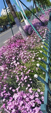 常夏石竹多年生地被花卉种子