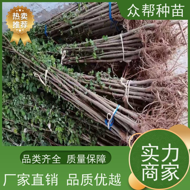 刺槐苗 高50公分-100公分 刺槐种苗 国储林 源头基地批发