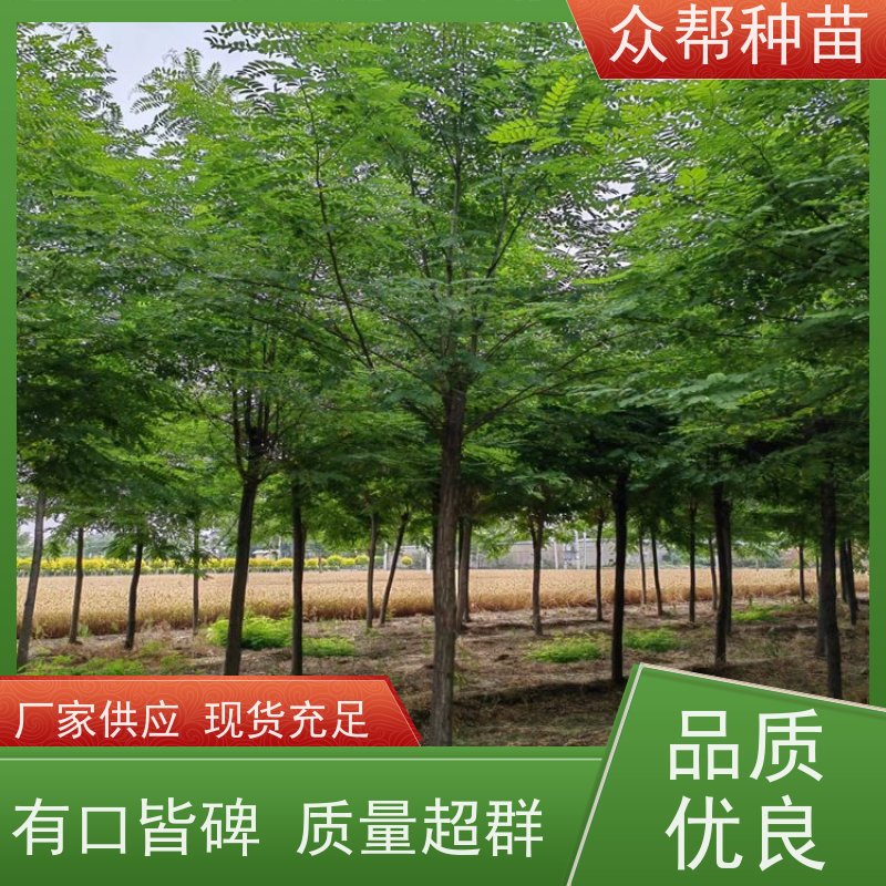 众帮种苗 地径0.8公分杯苗 刺槐苗 荒山覆绿 品种多样