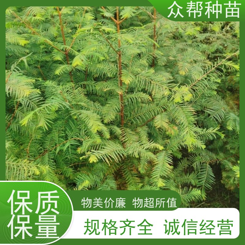 柳杉苗 1-2年苗 柳杉杯苗 乡村振兴苗木 苗圃基地直供
