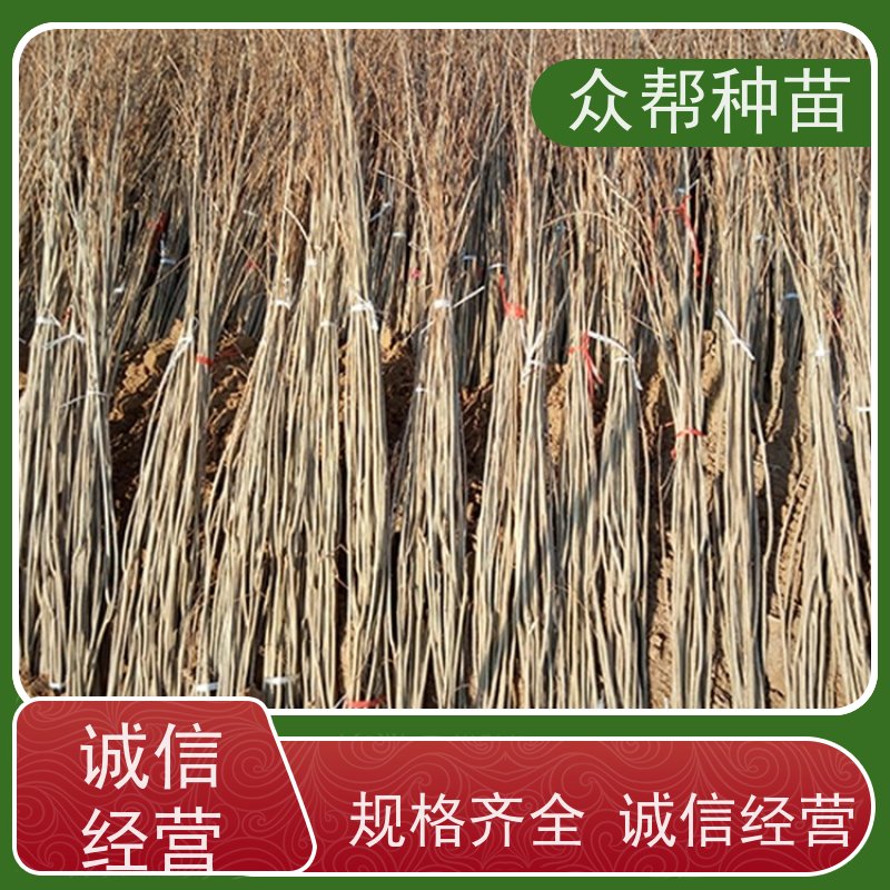 众帮种苗 一年苗 刺槐裸苗 乡村振兴苗木 规格齐全