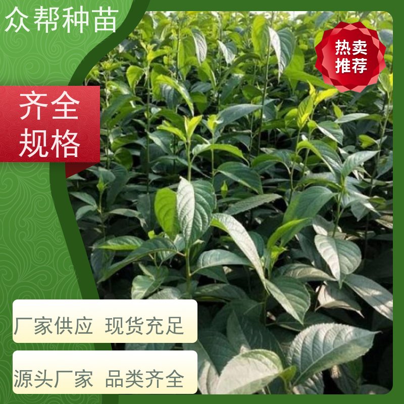 众帮种苗 1-2年苗 杜仲容器苗 荒山覆绿 品种多样