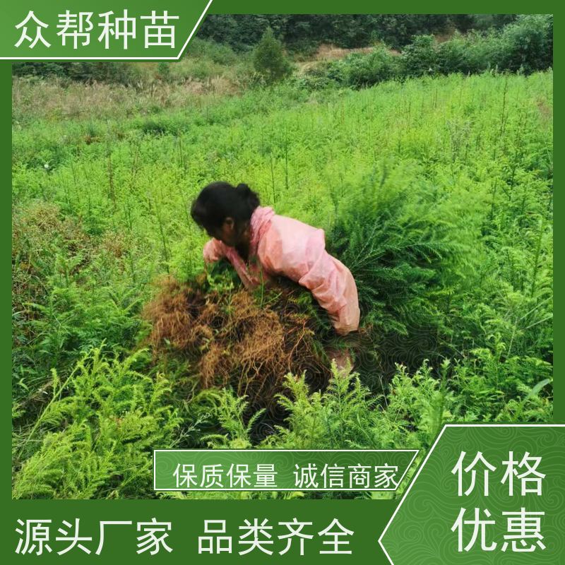 柳杉苗 地径0.8公分杯苗 柳杉种苗 工程绿化 无中间商