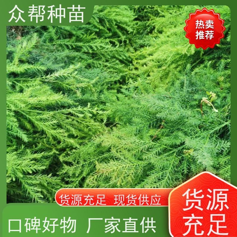 柳杉苗 地径0.8公分杯苗 求购柳杉苗 荒山覆绿 品种多样