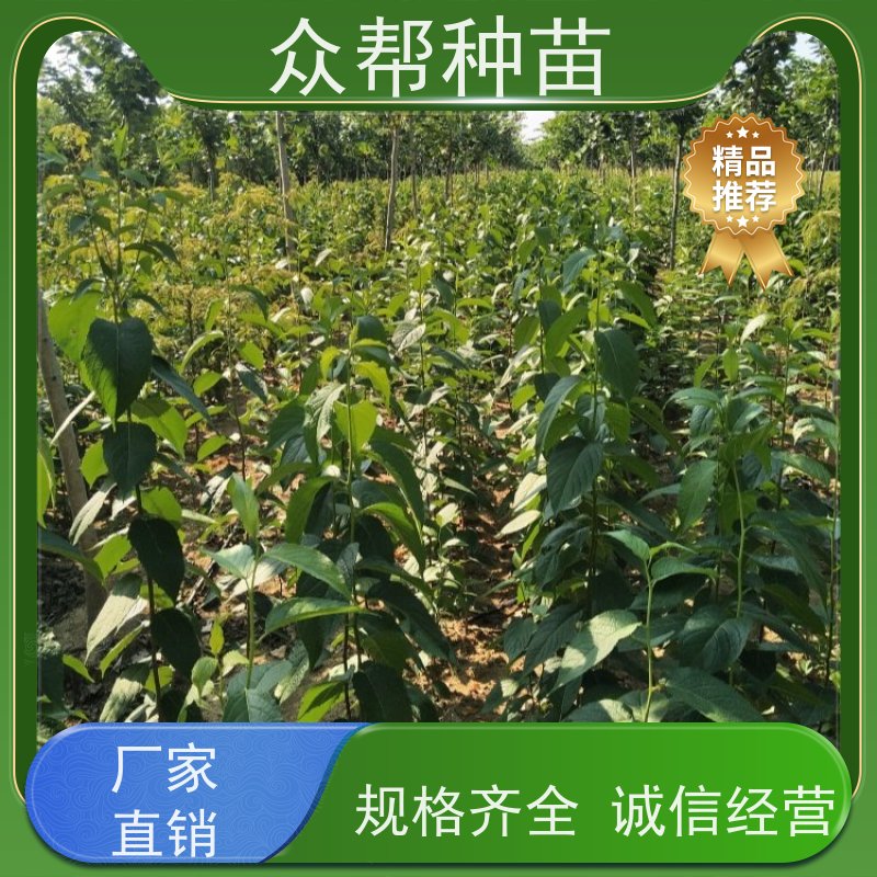 众帮种苗 裸苗及杯苗 杜仲地苗 国储林 规格齐全