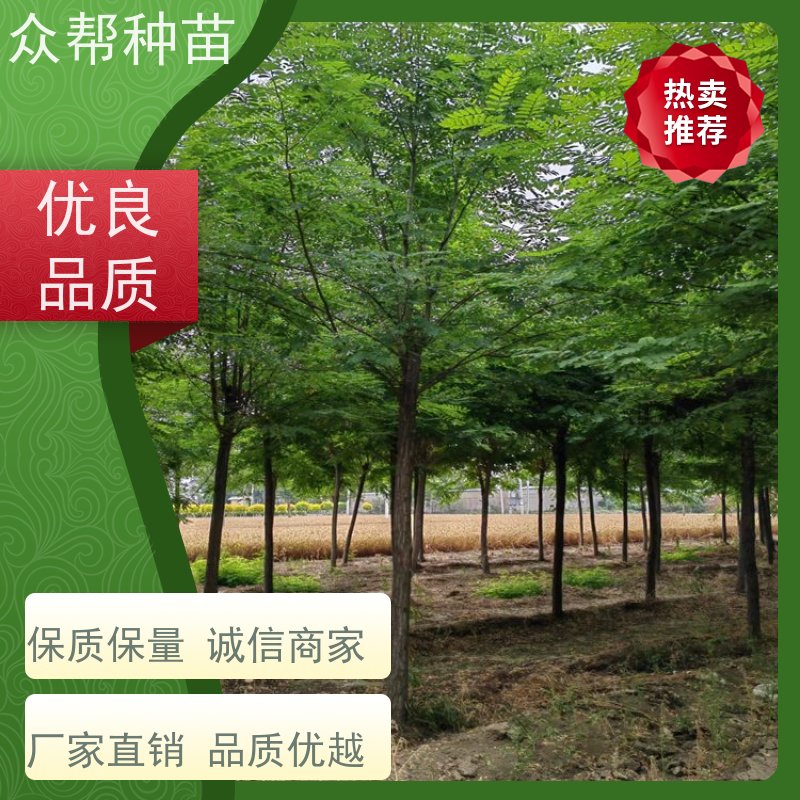 众帮种苗 高50公分-100公分 刺槐地苗 国储林 源头基地批发