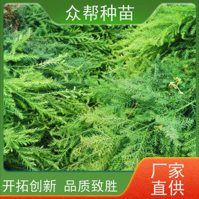 众帮种苗 裸苗及杯苗 柳杉苗 经果林 苗圃基地直供