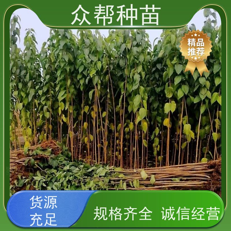 众帮种苗 地径0.8公分杯苗 杜仲苗 造林苗 无中间商