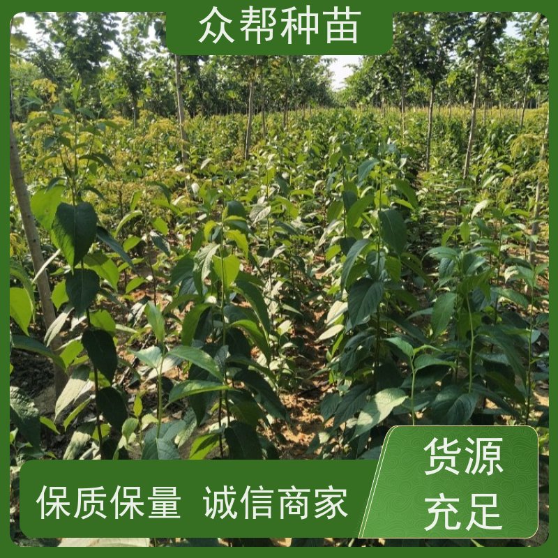 杜仲苗 地径0.8公分杯苗 杜仲苗求购 国储林 苗圃基地直供