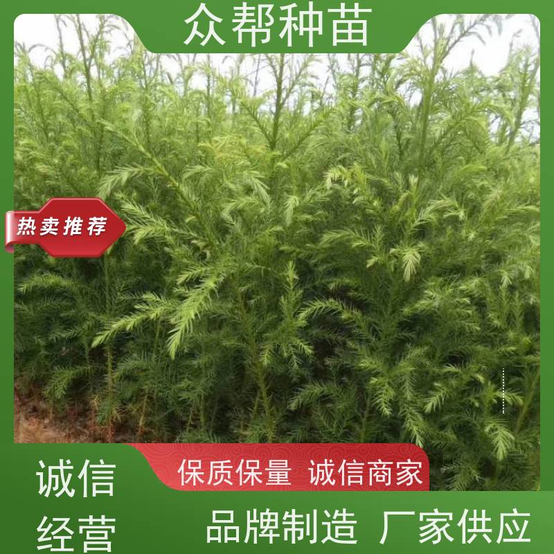 众帮种苗 两年苗 柳杉苗 工程绿化 源头基地批发