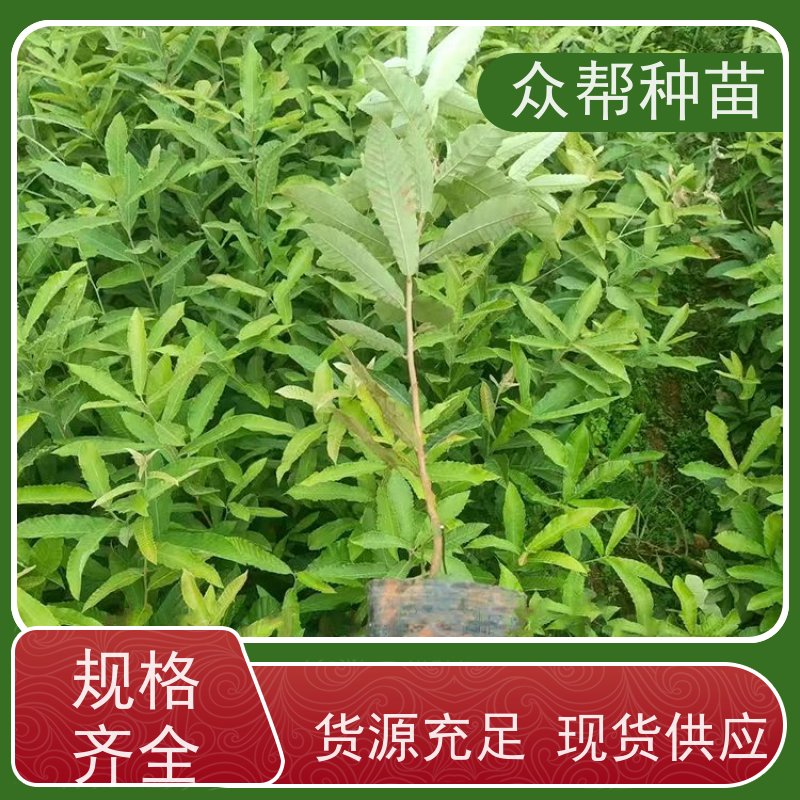 麻栎苗 地径0.8公分杯苗 麻栎袋苗 经果林 工程绿化