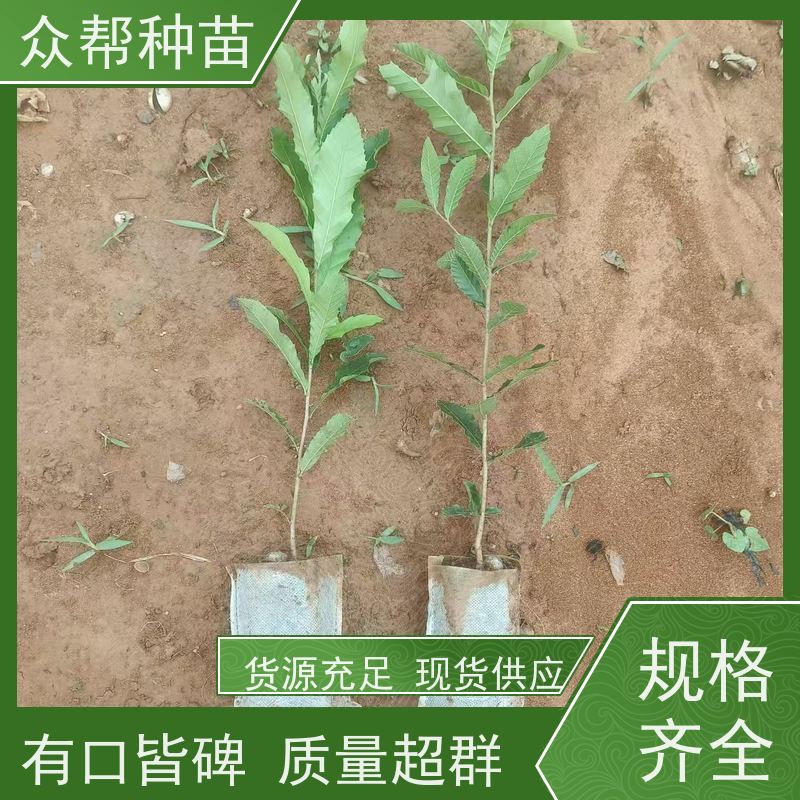 众帮种苗 裸苗及杯苗 求购麻栎苗 乡村振兴苗木 造林苗