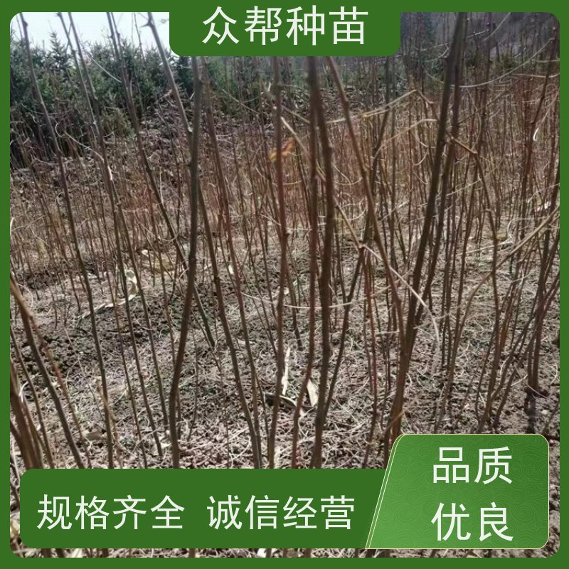 众帮种苗 高50公分-100公分 刺槐种苗 经果林 货源充足