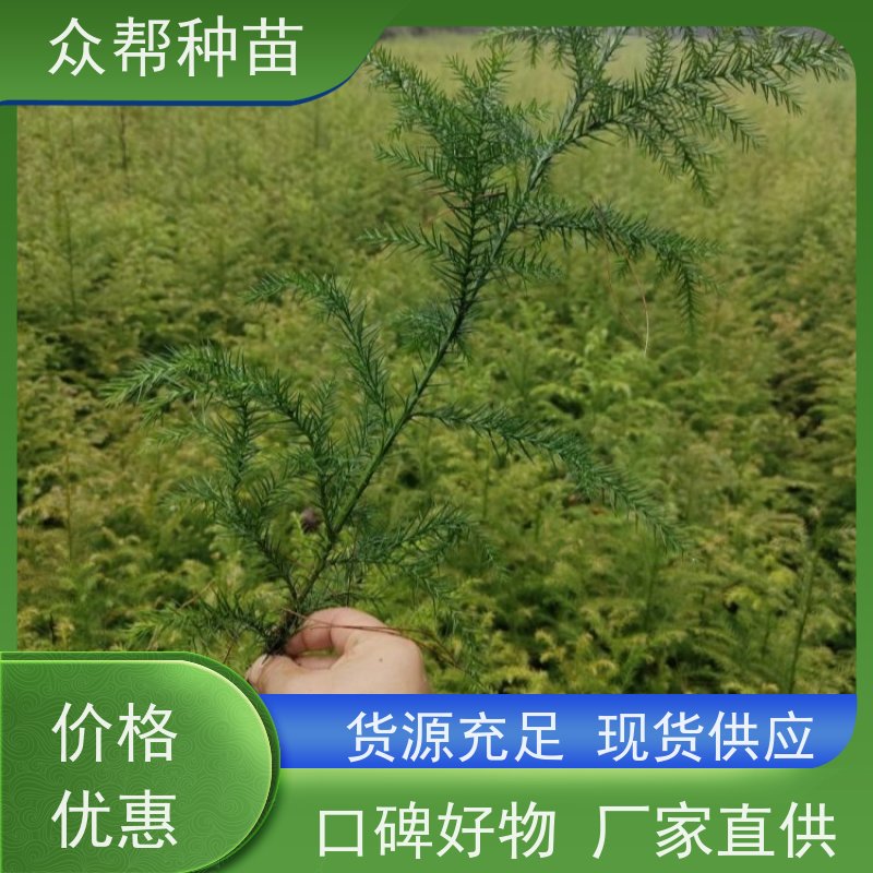 柳杉苗 高50公分-100公分 柳杉 经果林 源头基地批发