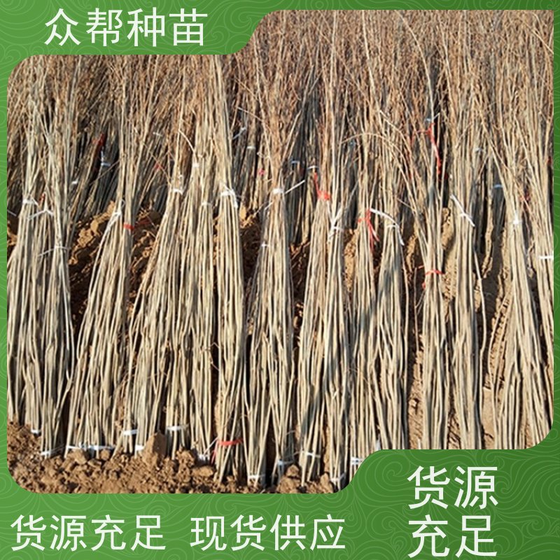 众帮种苗 高50公分-100公分 刺槐地苗 工程绿化 无中间商