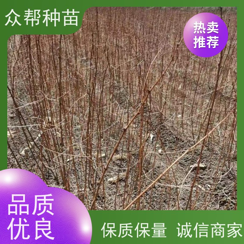 刺槐苗 地径0.8公分杯苗 刺槐容器苗 荒山覆绿 无中间商