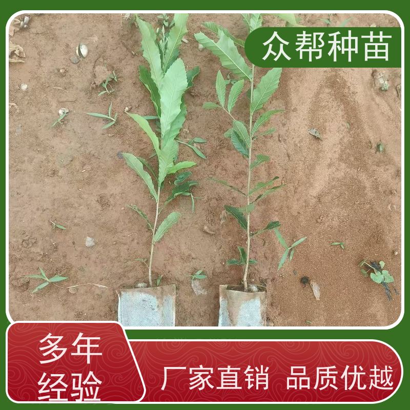 众帮种苗 地径0.8公分杯苗 麻栎容器苗 造林苗 工程绿化