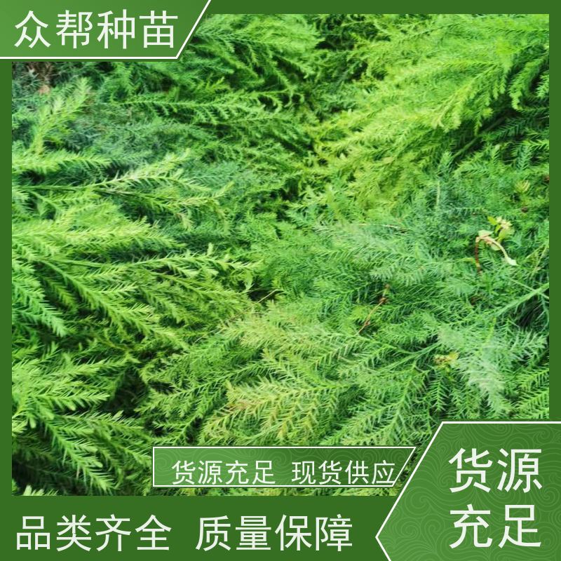 柳杉苗 1-2年苗 柳杉容器苗 乡村振兴苗木 货源充足