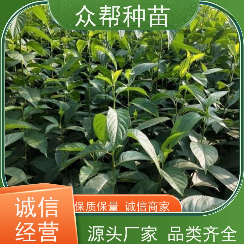 众帮种苗 基地直供 良种杜仲 工程绿化 规格齐全