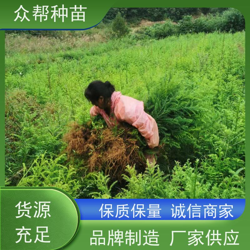 众帮种苗 地径0.8公分杯苗 柳杉裸苗 乡村振兴苗木 品种多样