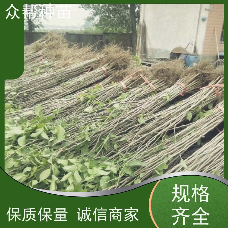 众帮种苗 一年苗 杜仲药材苗 工程绿化 无中间商