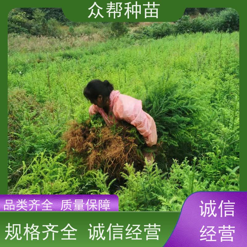 柳杉苗 高50公分-100公分 柳杉苗 国储林 苗圃基地直供