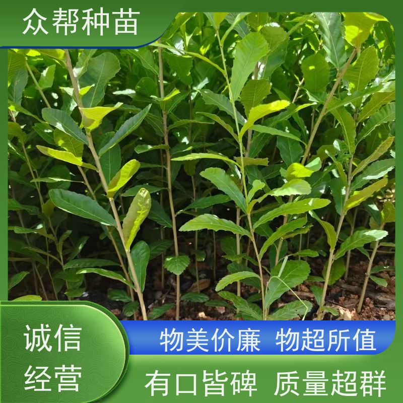 麻栎苗 地径0.8公分杯苗 麻栎容器苗 经果林 乡村振兴苗木