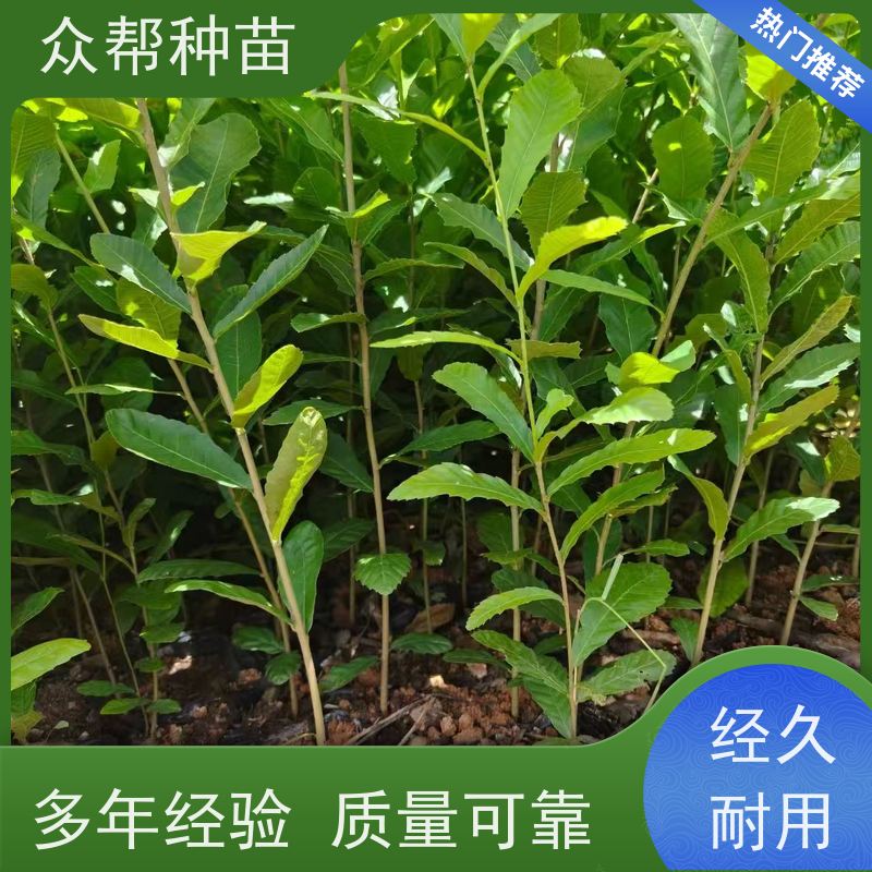 众帮种苗 规格齐全 麻栎容器苗 造林苗 荒山覆绿