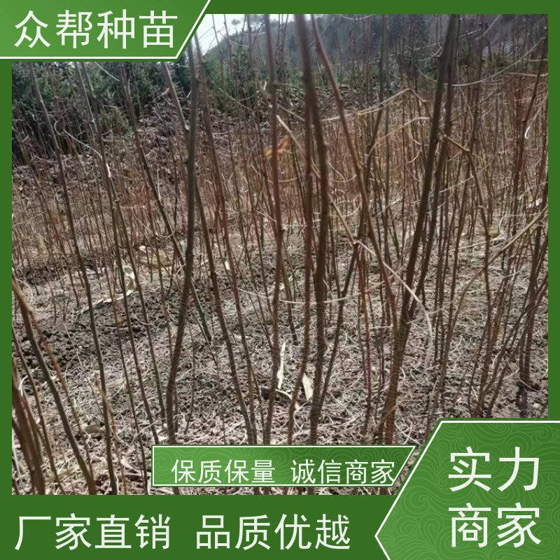 众帮种苗 高50公分-100公分 刺槐裸苗 国储林 品种多样