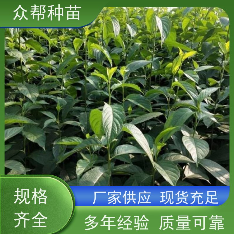 众帮种苗 高50公分-100公分 杜仲容器苗 乡村振兴苗木 品种多样