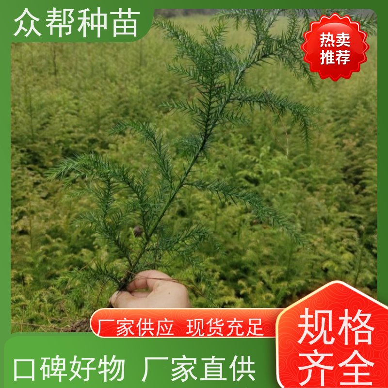 众帮种苗 地径0.8公分杯苗 柳杉裸苗 国储林 源头基地批发
