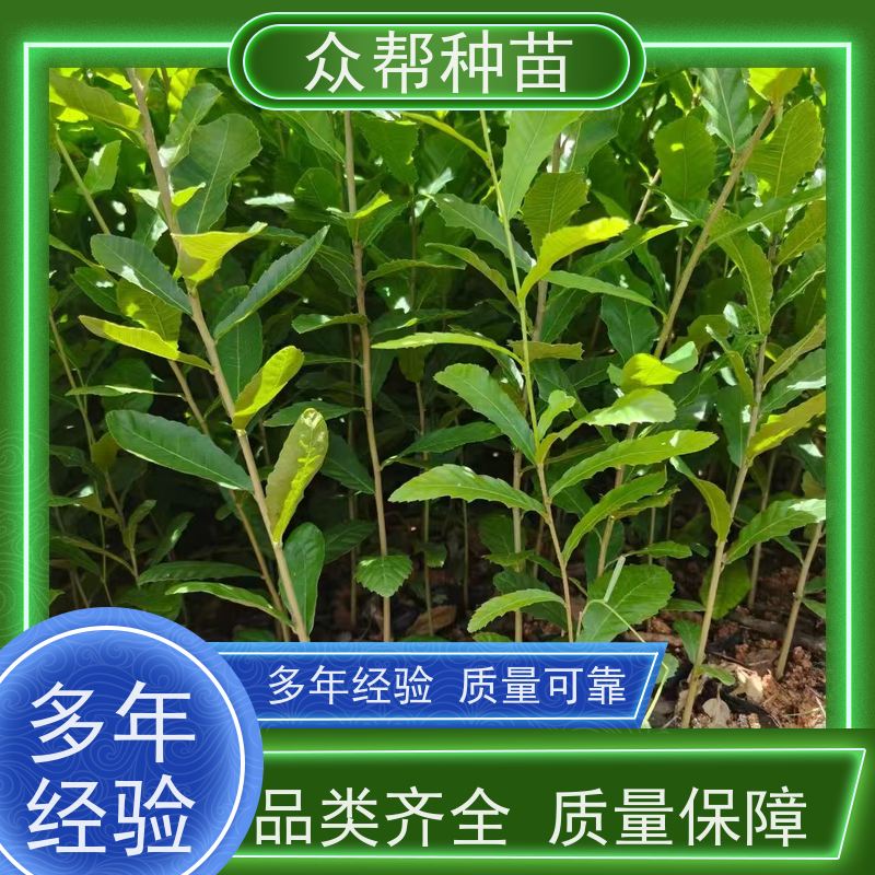 众帮种苗 规格齐全 麻栎苗 造林苗 乡村振兴苗木