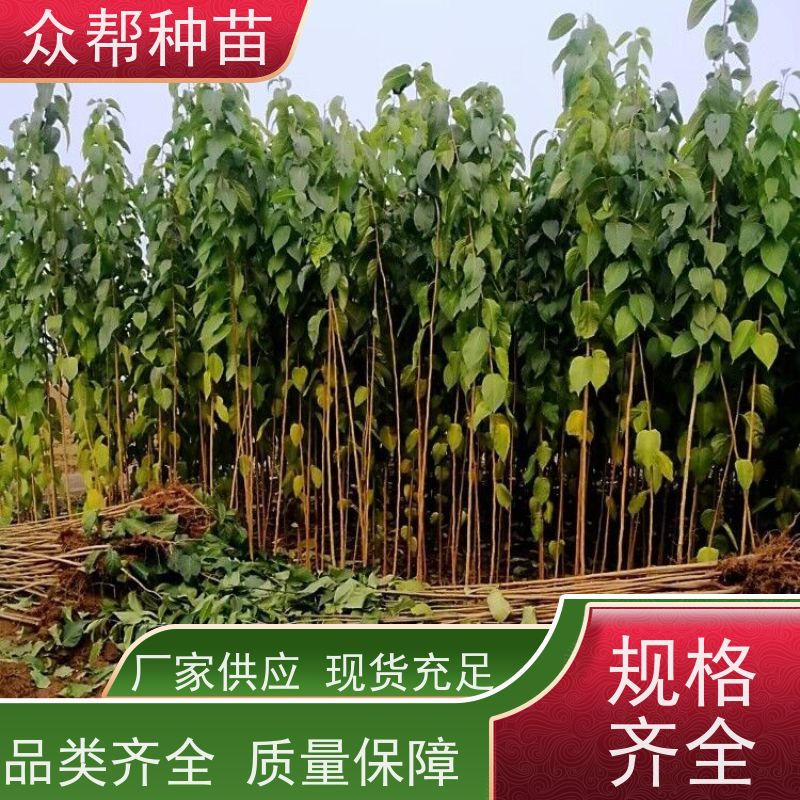 杜仲苗 高50公分-100公分 杜仲苗 工程绿化 无中间商
