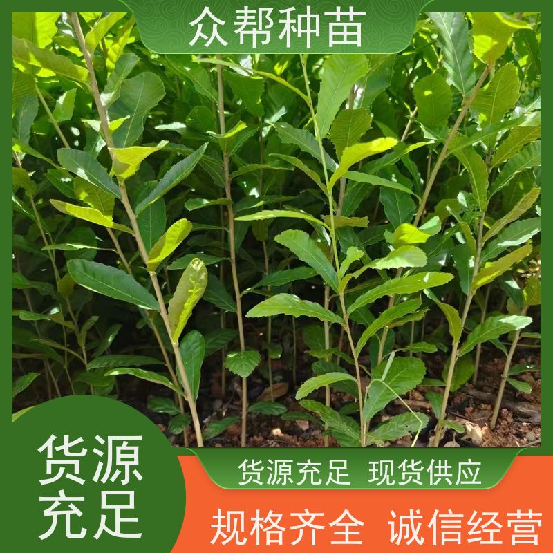 众帮种苗 一年苗 麻栎地苗 荒山覆绿 乡村振兴苗木