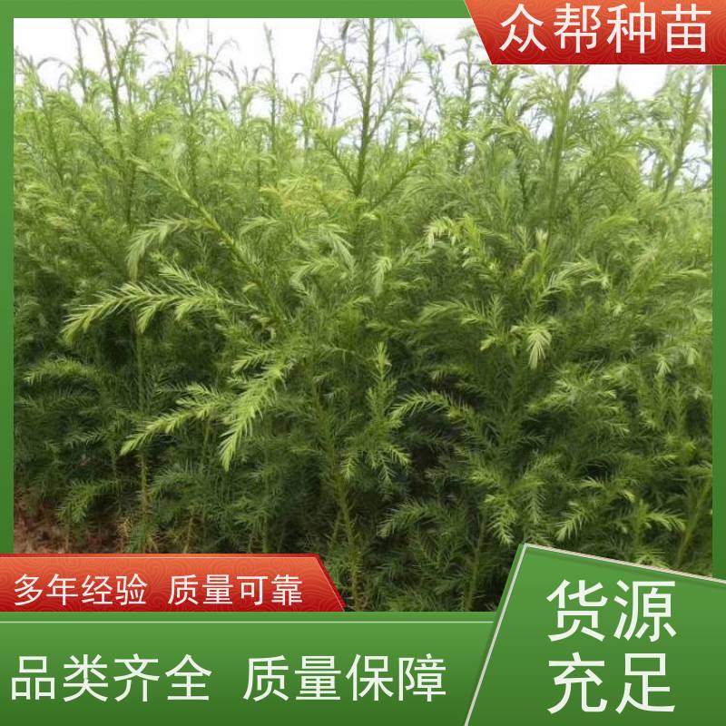 众帮种苗 地径0.8公分杯苗 柳杉种苗 工程绿化 无中间商