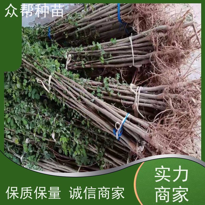刺槐苗 1-2年苗 刺槐裸苗 工程绿化 苗圃基地直供