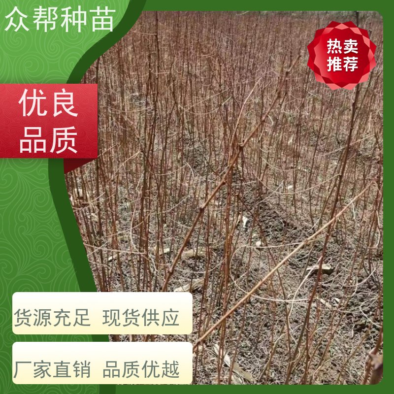 众帮种苗 一年苗 刺槐裸苗 乡村振兴苗木 苗圃基地直供