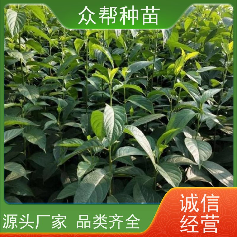 杜仲苗 高50公分-100公分 良种杜仲 工程绿化 品种多样